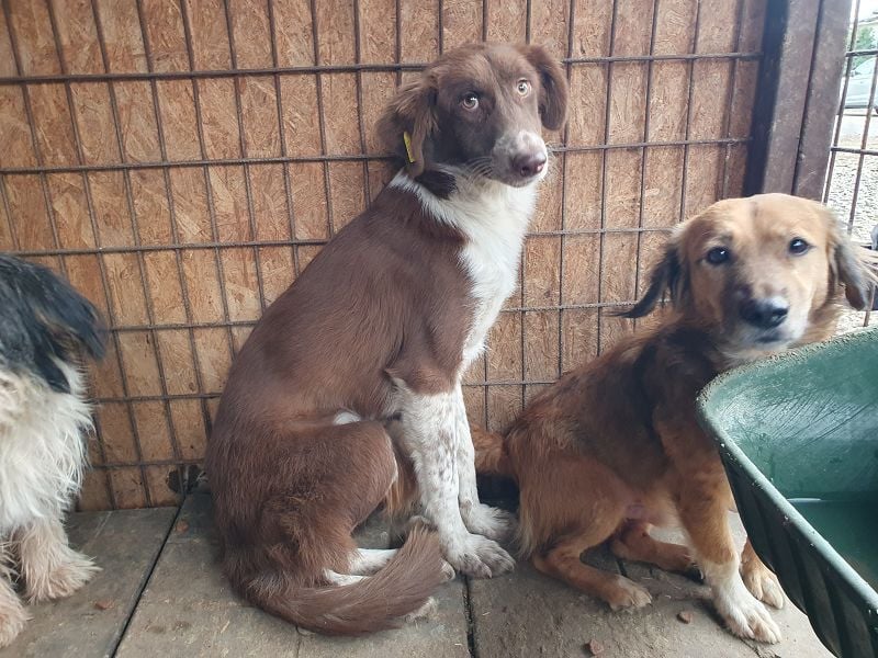 ♥LYRA♥ wunderschöne, ganz liebe, sensible Seele 54 cm