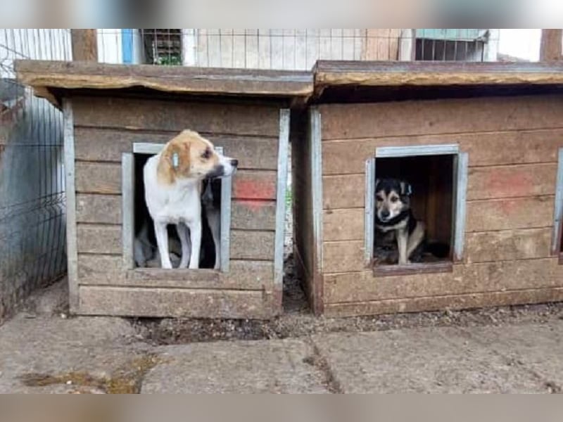 ♥KIMBY♥ bildschöne, anfangs noch schüchterne Hündin, die schnell Vertrauen fassen wird 51 cm