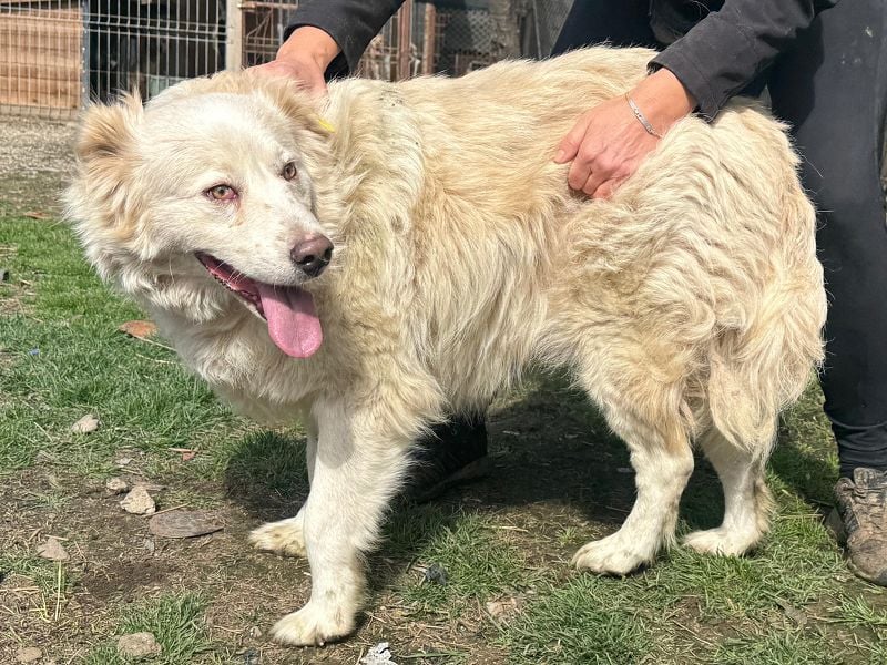 ♥ANJA♥ wunderschöne, sehr aufgeschlossene und abenteuerlustige Hündin 56 cm ♥ANJA♥ wunderschöne, sehr aufgeschlossene und abenteuerlustige Hündin 56 cm