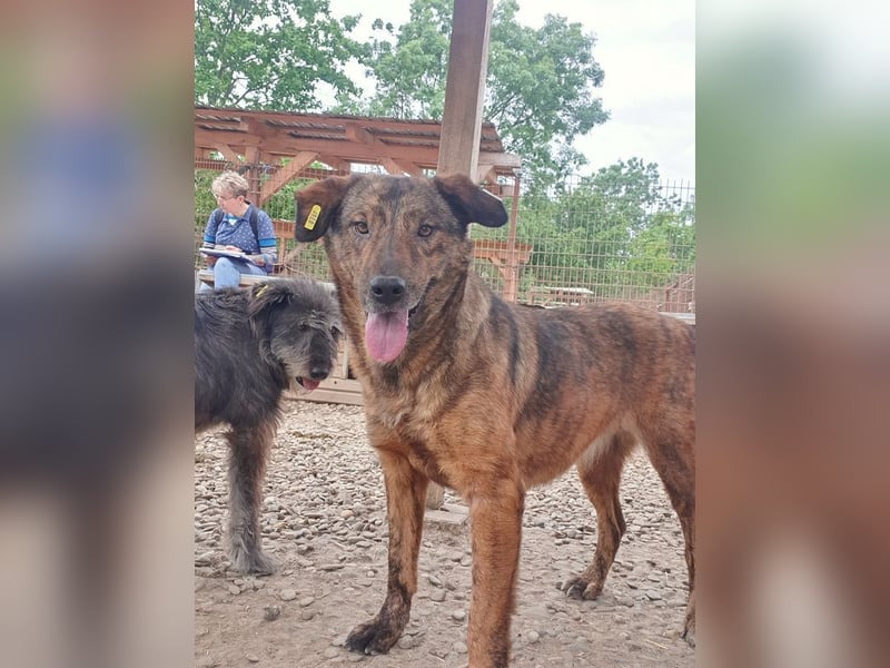 ♥SAVI♥ verschmuste, sehr menschenbezogene Hündin mit der besonderen Fellzeichnung 60 cm