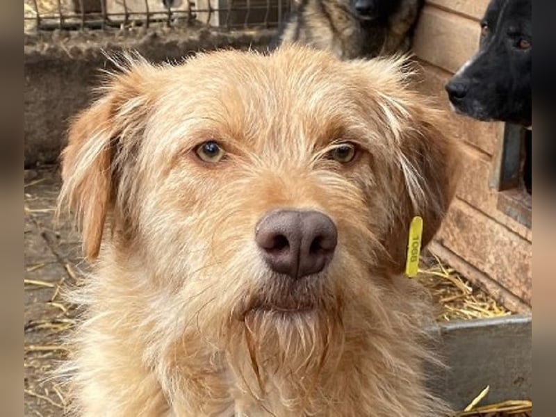 ♥FABRIZIO♥ sehr lieber, verschmuster, hübscher Rüde mit den bernsteinfarbenen Augen 59 cm ♥FABRIZIO♥ sehr lieber, verschmuster, hübscher Rüde mit den bernsteinfarbenen Augen 59 cm