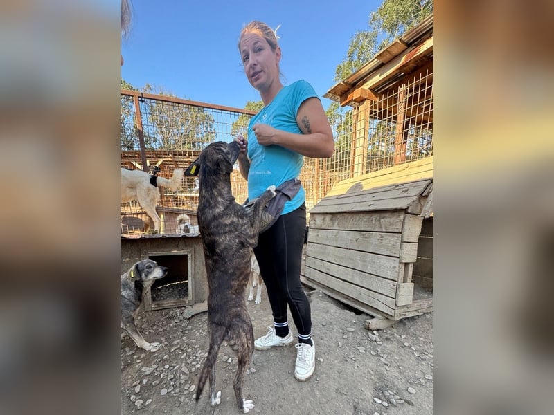 ♥NAIROBI♥ wunderschöne gestromte, verschmuste Hündin - ein Sonnenschein auf 4 Pfoten 51 cm