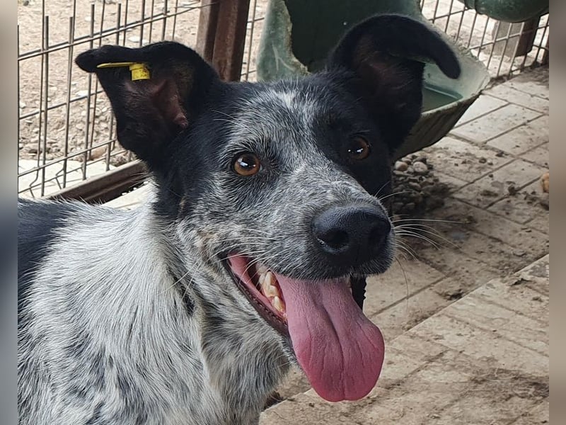 ♥MEGGI♥ zauberhafte, fröhliche, wunderschöne Hündin mit besonderem pointerfarbenen Fell 54 cm ♥MEGGI♥ zauberhafte, fröhliche, wunderschöne Hündin mit besonderem pointerfarbenen Fell 54 cm