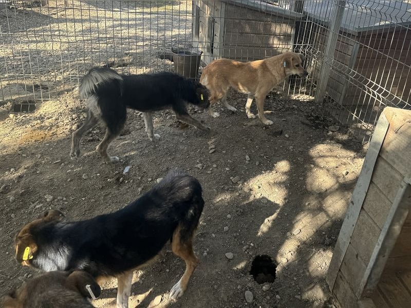 ♥FLEUR♥ süße Hündin. Es bricht einem das Herz zu sehen, wie sehr sie sich nach Zuneigung sehnt 51 cm