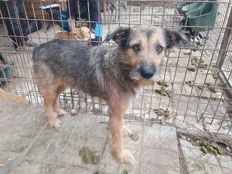 ♥MARA♥ hübsche, ruhige, geduldige zottelige Drahthaarhündin, die im Tierheim sehr leidet 56 cm