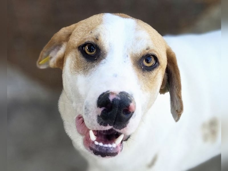 ♥MARIAN♥ hübscher, sehr menschenbezogener Rüde, der sicher ein toller Begleiter wird 55 cm
