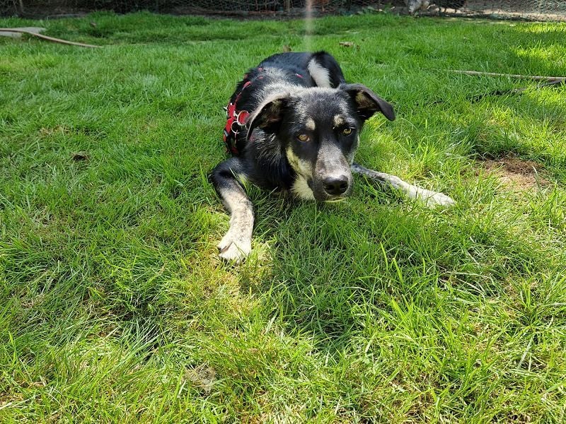 ♥INKY♥ auf Pflegestelle bei Köln - verspielte, fröhliche, ganz liebe Junghündin 58 cm ♥INKY♥ auf Pflegestelle bei Köln - verspielte, fröhliche, ganz liebe Junghündin 58 cm