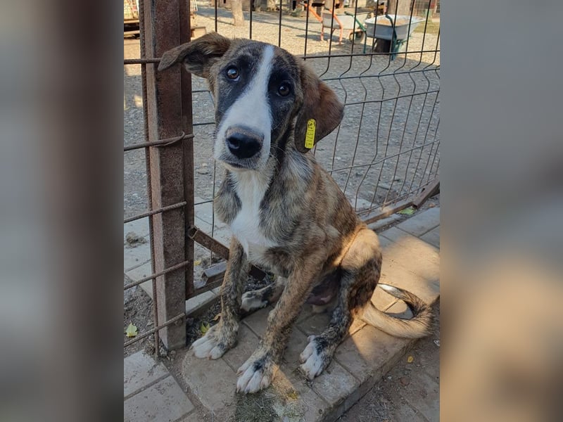♥BALU♥ neu auf Pflegest bei Köln-wundervoller Junior, dessen Schicksal ans Herz geht 51cm (wachsend)