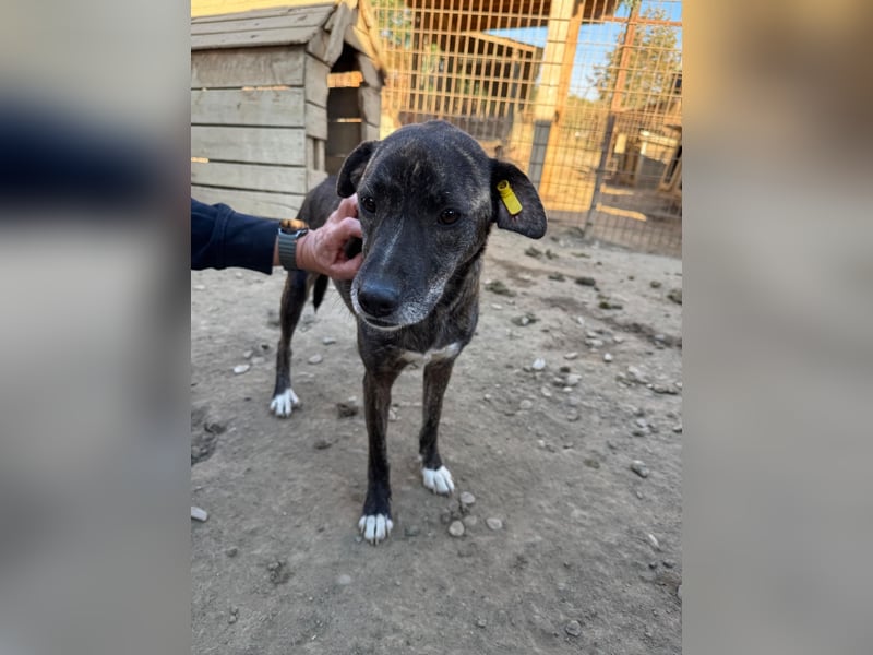 ♥NAIROBI♥ wunderschöne gestromte, verschmuste Hündin - ein Sonnenschein auf 4 Pfoten 51 cm