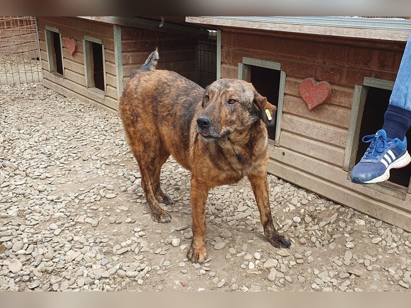 ♥SAVI♥ verschmuste, sehr menschenbezogene Hündin mit der besonderen Fellzeichnung 60 cm ♥SAVI♥ verschmuste, sehr menschenbezogene Hündin mit der besonderen Fellzeichnung 60 cm