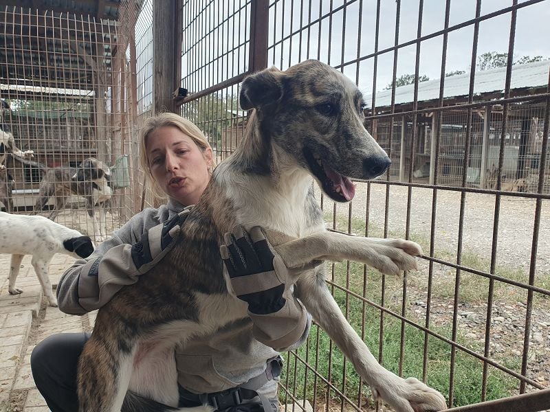 NOTFALL ♥MAJA♥ wunderschöne gestromte, ganz liebe Hündin ohne Selbstvertrauen, die gemobbt wird 60cm