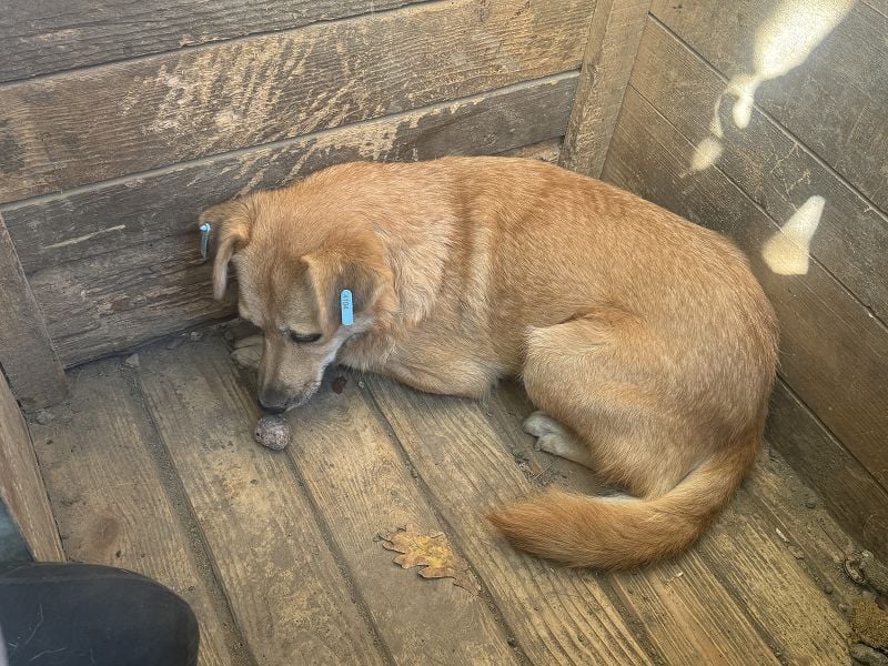 ♥FLEUR♥ süße Hündin. Es bricht einem das Herz zu sehen, wie sehr sie sich nach Zuneigung sehnt 51 cm