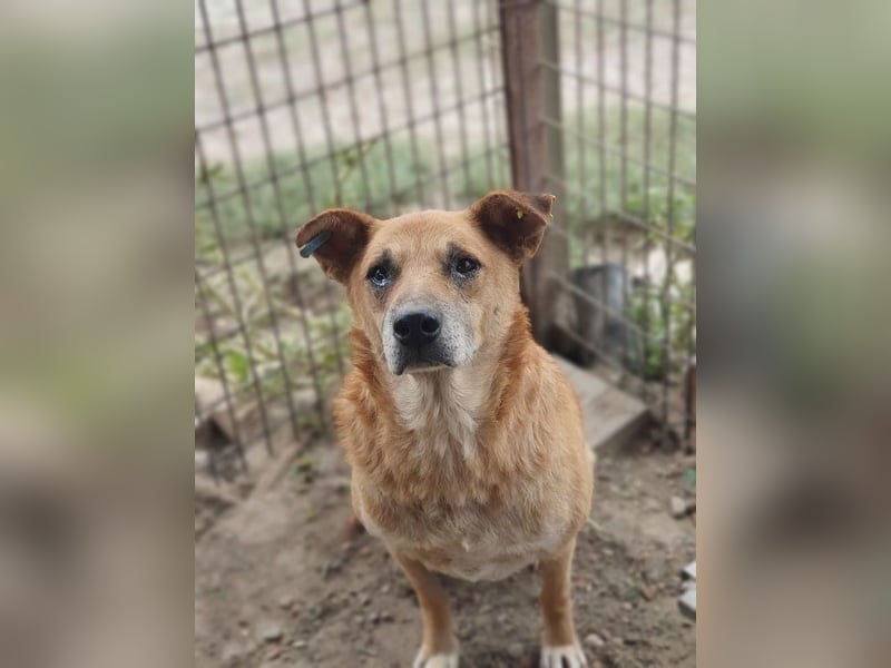 ♥COUGAR♥ ganz sanfter, bescheidener lieber Senior, der noch so viel Liebe zu verschenken hat 51 cm ♥COUGAR♥ ganz sanfter, bescheidener lieber Senior, der noch so viel Liebe zu verschenken hat 51 cm