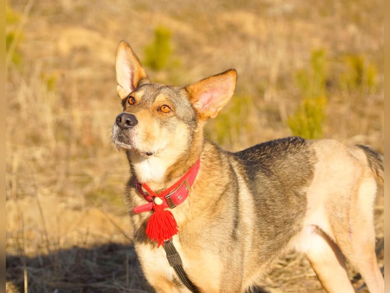 Tapferer Tierschutzrüde Amber sucht Pflege oder Endstelle