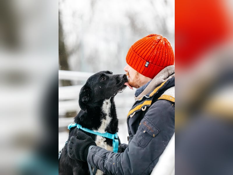 Freundliche Hündin Loya ❤️ sucht liebevolle Familie oder Pflegestelle