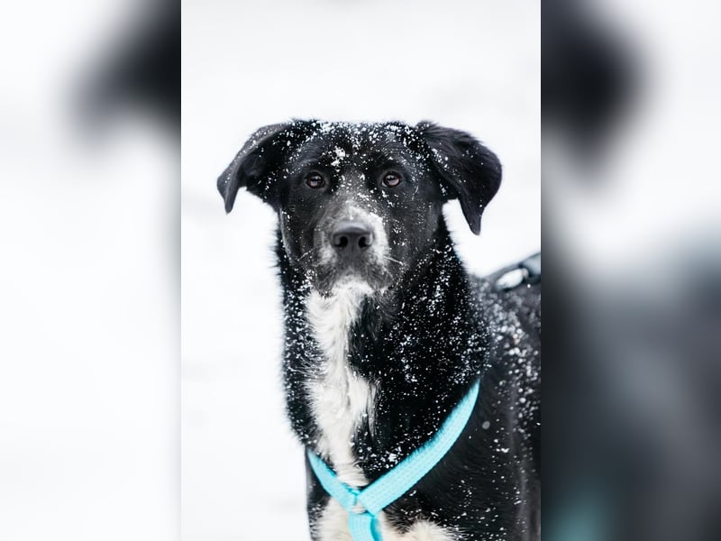 Freundliche Hündin Loya ❤️ sucht liebevolle Familie oder Pflegestelle