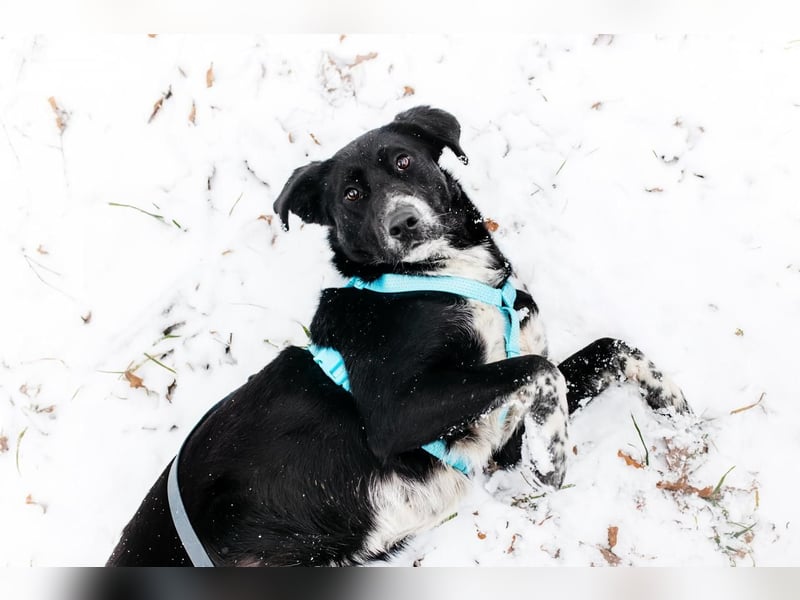 Freundliche Hündin Loya ❤️ sucht liebevolle Familie oder Pflegestelle