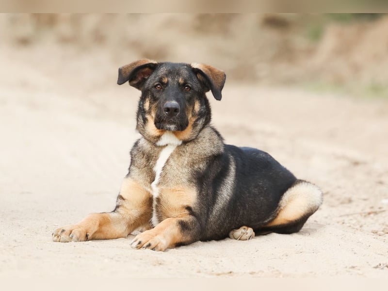 Junger Tierschutzrüde Gavrusha ❤️ sucht liebevolle Familie