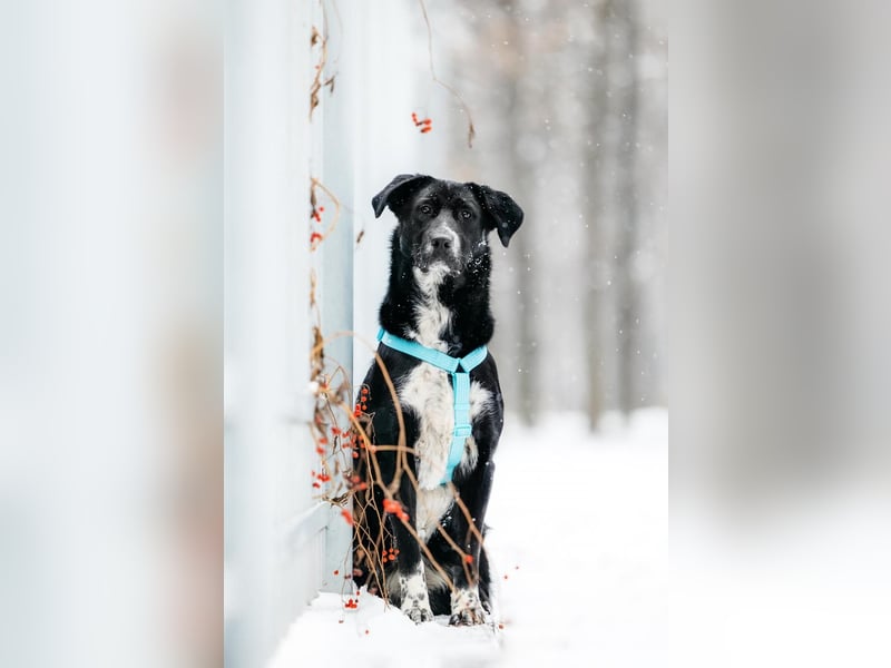 Freundliche Hündin Loya ❤️ sucht liebevolle Familie oder Pflegestelle
