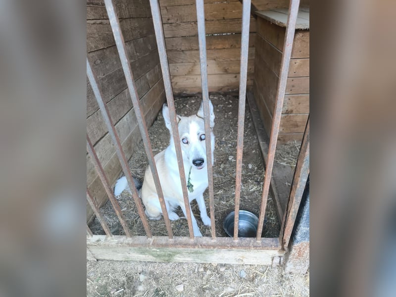 Sanfte Tierschutzhündin Sahara ❤️ sucht liebevolles Zuhause