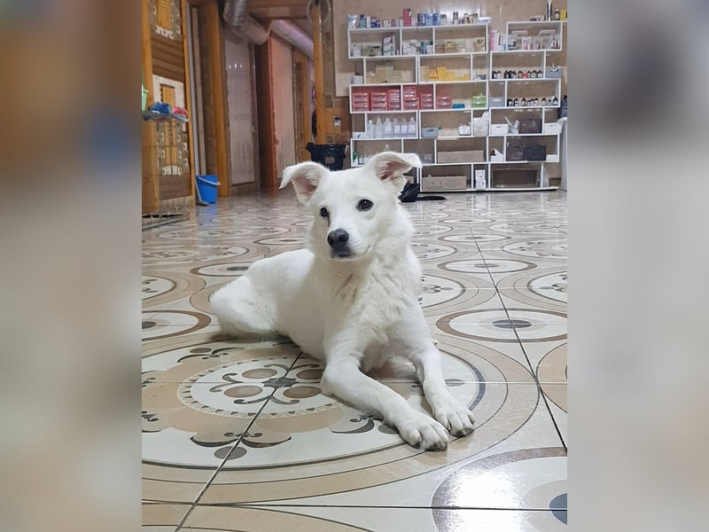 Julia ❤️ eine Kämpferin sucht ihr Zuhause