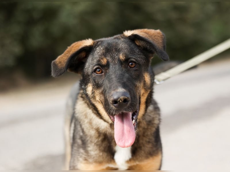 Junger Tierschutzrüde Gavrusha ❤️ sucht liebevolle Familie