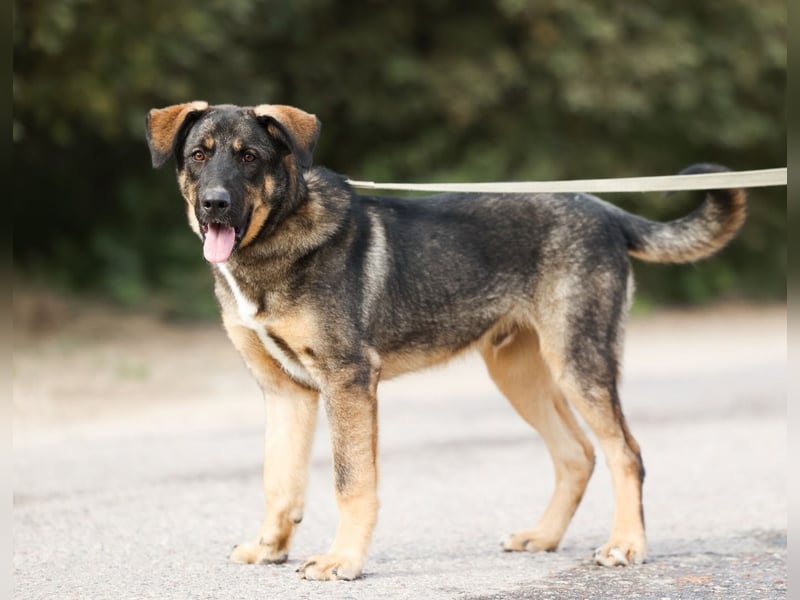 Junger Tierschutzrüde Gavrusha ❤️ sucht liebevolle Familie