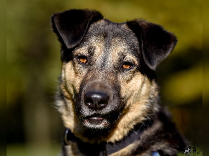 Ausgeglichener Rüde Percy ❤️ aus dem Tierschutz sucht Pflege- oder Endstelle
