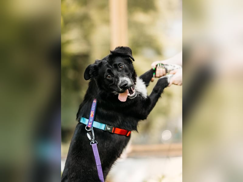 Freundliche Hündin Loya ❤️ sucht liebevolle Familie oder Pflegestelle
