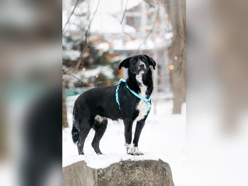 Freundliche Hündin Loya ❤️ sucht liebevolle Familie oder Pflegestelle