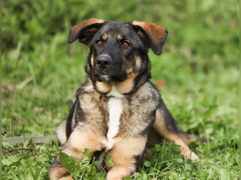 Junger Tierschutzrüde Gavrusha ❤️ sucht liebevolle Familie