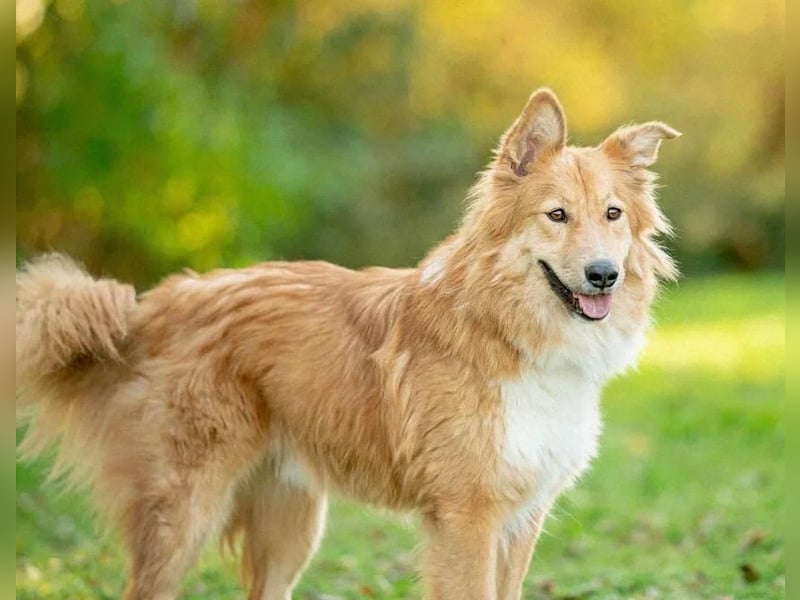 Spayk ❤️sensibler Hundebub sucht geduldige und erfahrene Menschen
