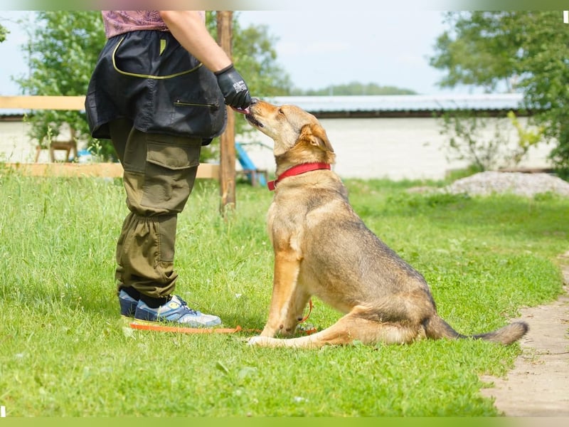 Tapferer Tierschutzrüde Amber sucht Pflege oder Endstelle