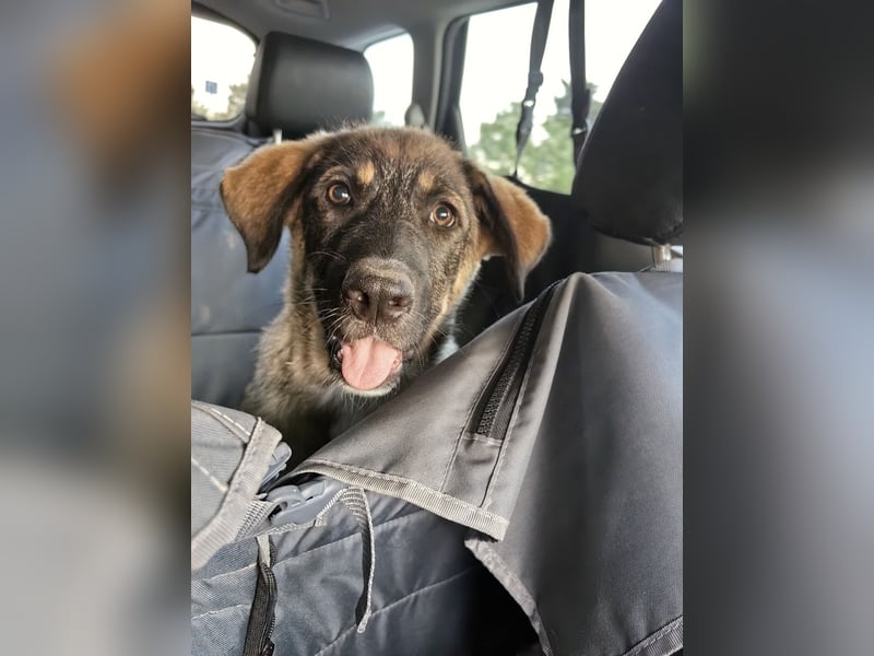 Junger Tierschutzrüde Gavrusha ❤️ sucht liebevolle Familie