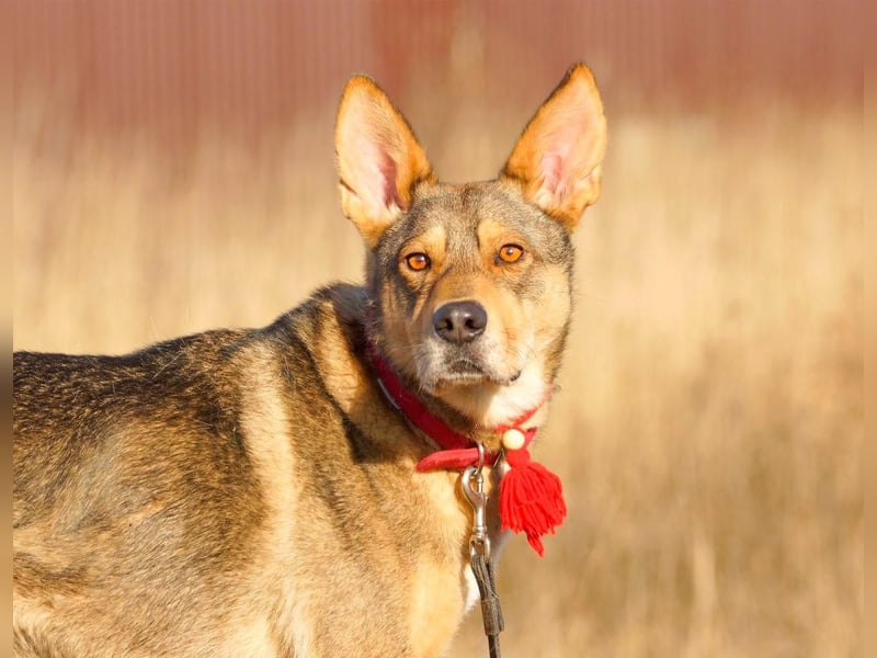 Tapferer Tierschutzrüde Amber sucht Pflege oder Endstelle