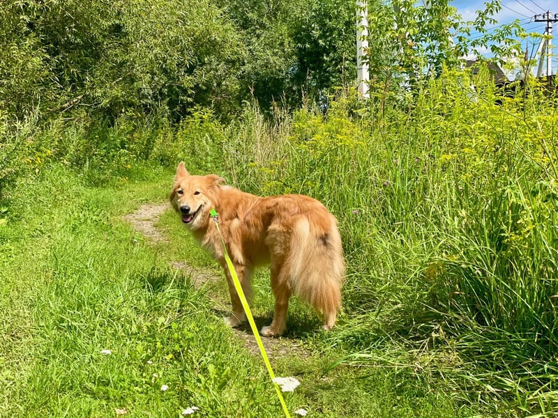 Spayk ❤️sensibler Hundebub sucht geduldige und erfahrene Menschen