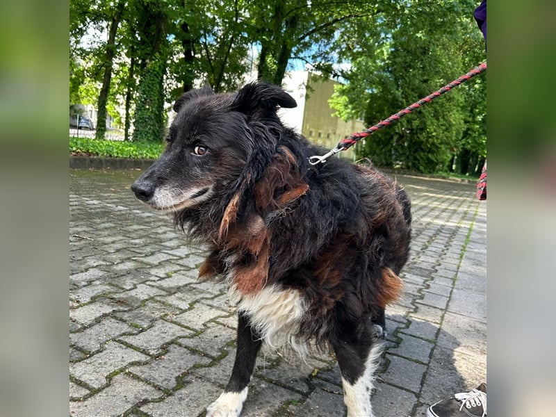 Hektor wartet auf seine family ❤️