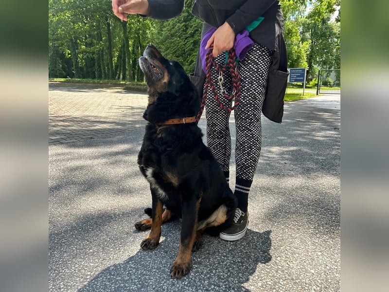 Zana wartet auf ihr Zuhause ❤️