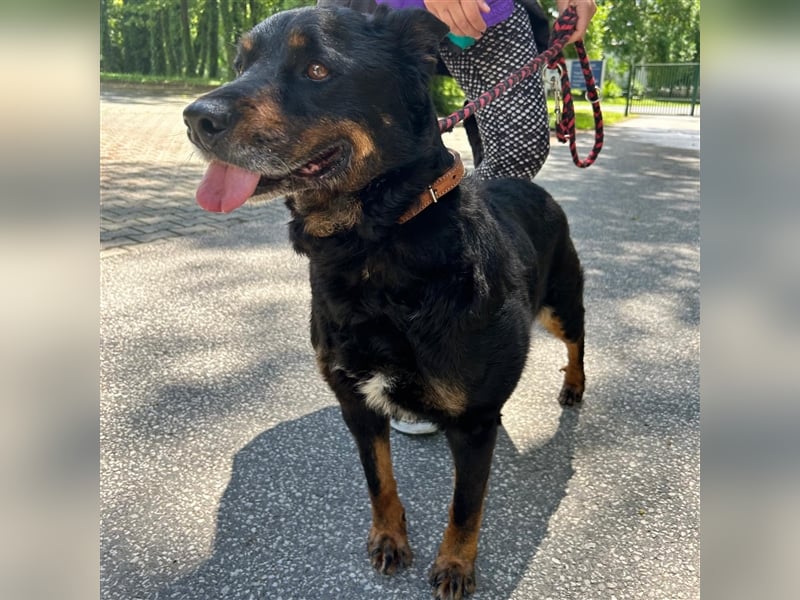 Zana wartet auf ihr Zuhause ❤️