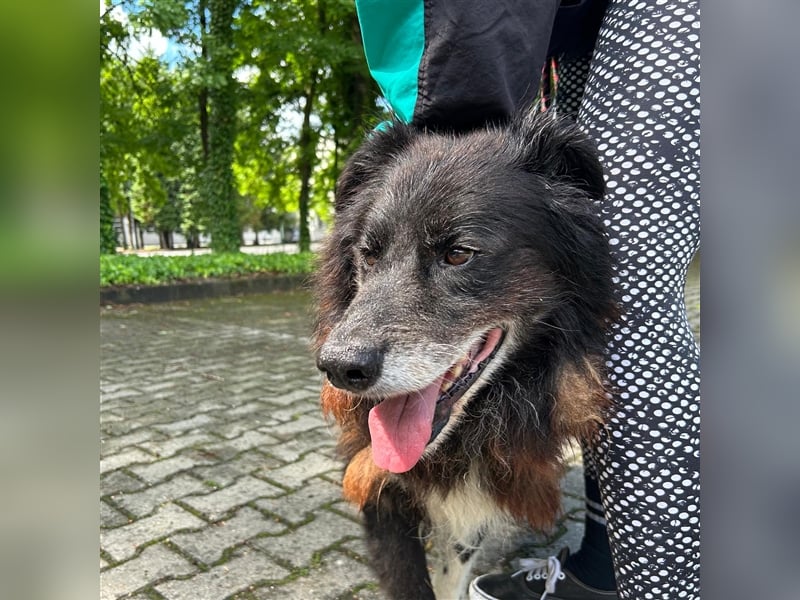 Hektor wartet auf seine family ❤️