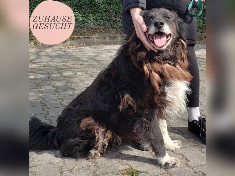 Hektor wartet auf seine family ❤️