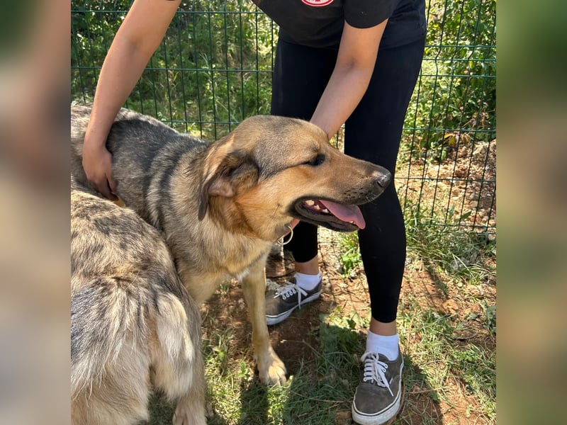 Burbon sucht sein forever Home❤️