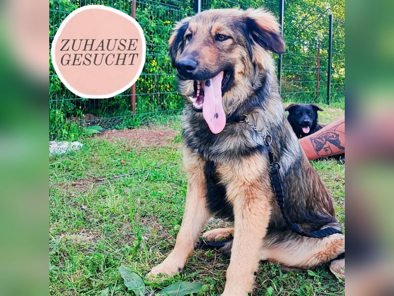 Junghund Ron wartet auf sein Zuhause ❤️