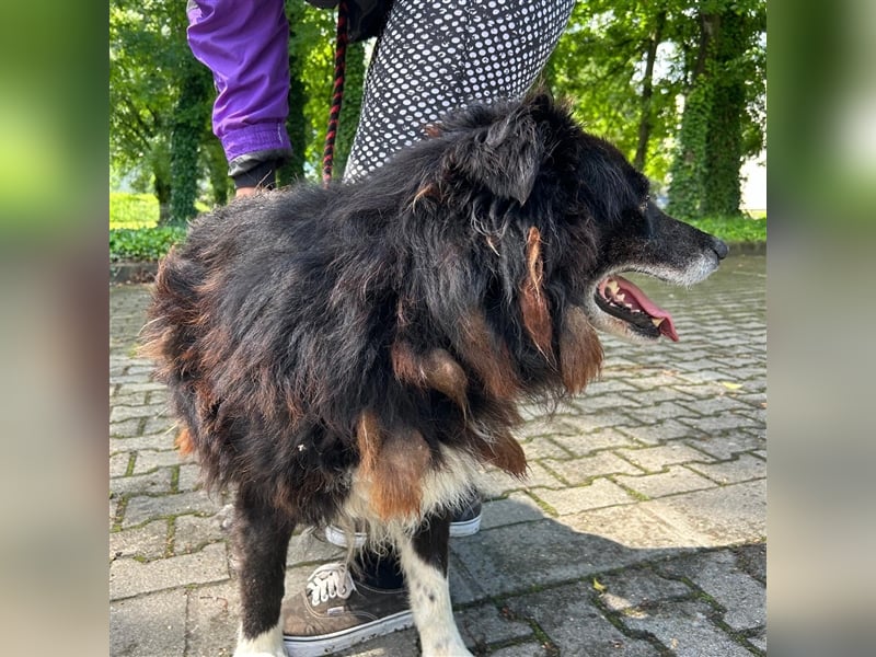 Hektor wartet auf seine family ❤️
