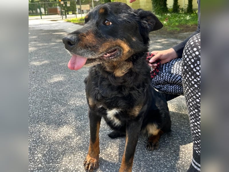 Zana wartet auf ihr Zuhause ❤️