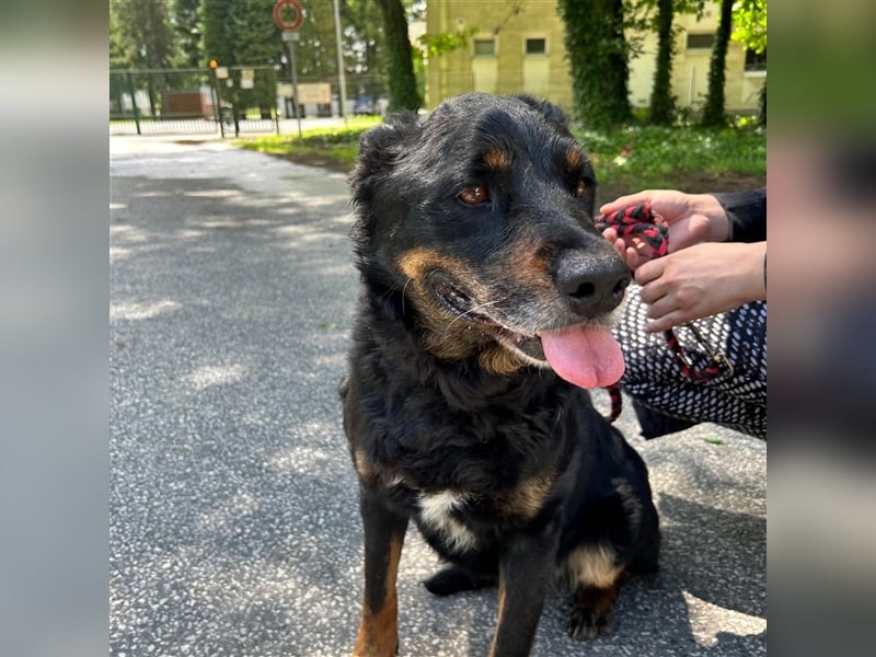 Zana wartet auf ihr Zuhause ❤️