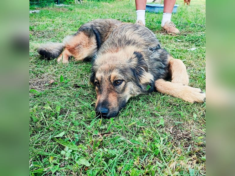 Junghund Ron wartet auf sein Zuhause ❤️