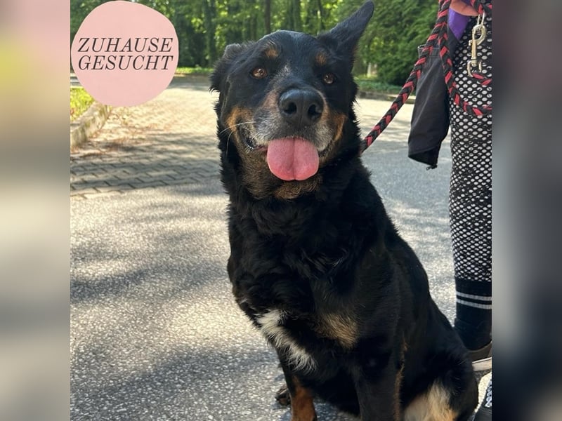 Zana wartet auf ihr Zuhause ❤️