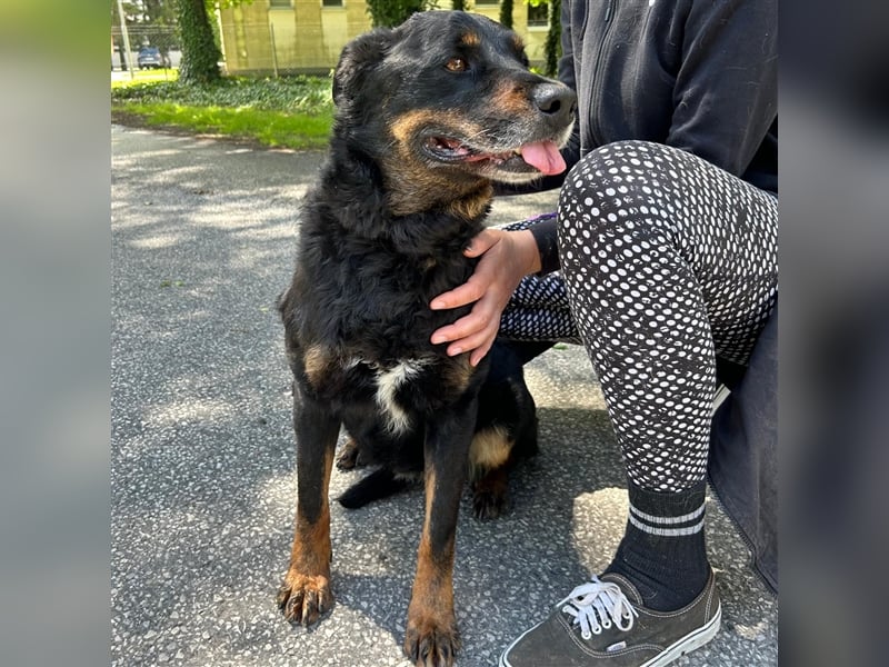 Zana wartet auf ihr Zuhause ❤️