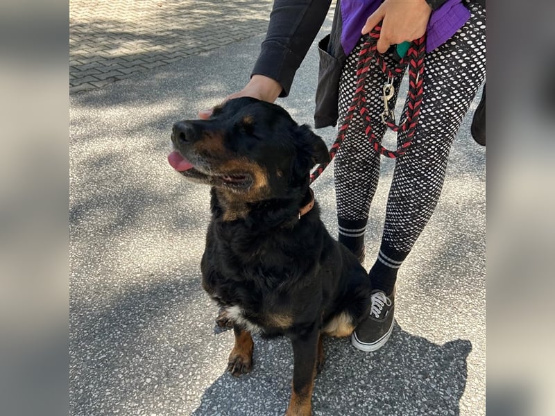 Zana wartet auf ihr Zuhause ❤️